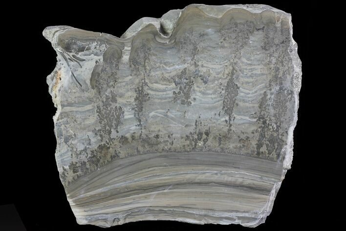 Triassic Aged Stromatolite Fossil - England #67416